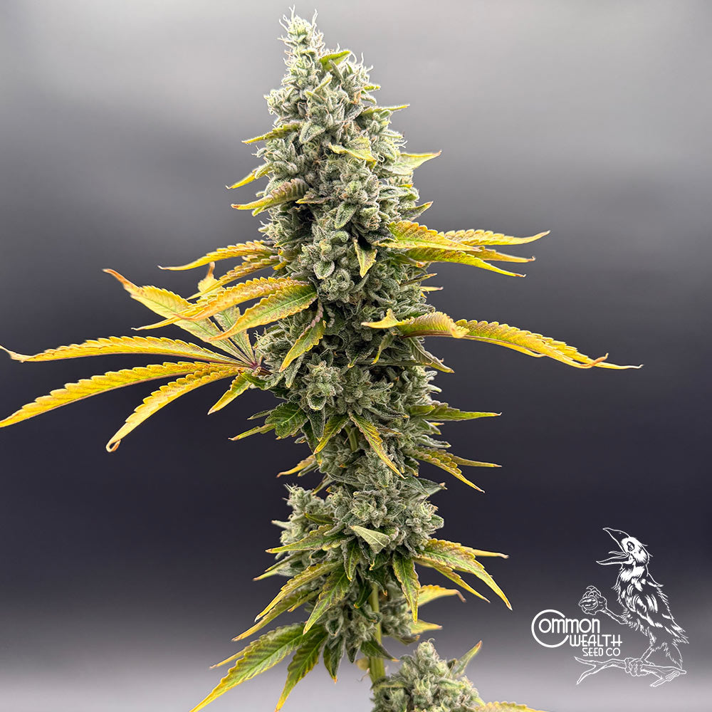 U.V. Sour by Common Wealth Seed Co