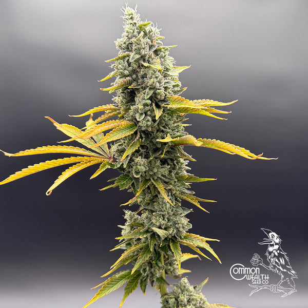 U.V. Sour by Common Wealth Seed Co