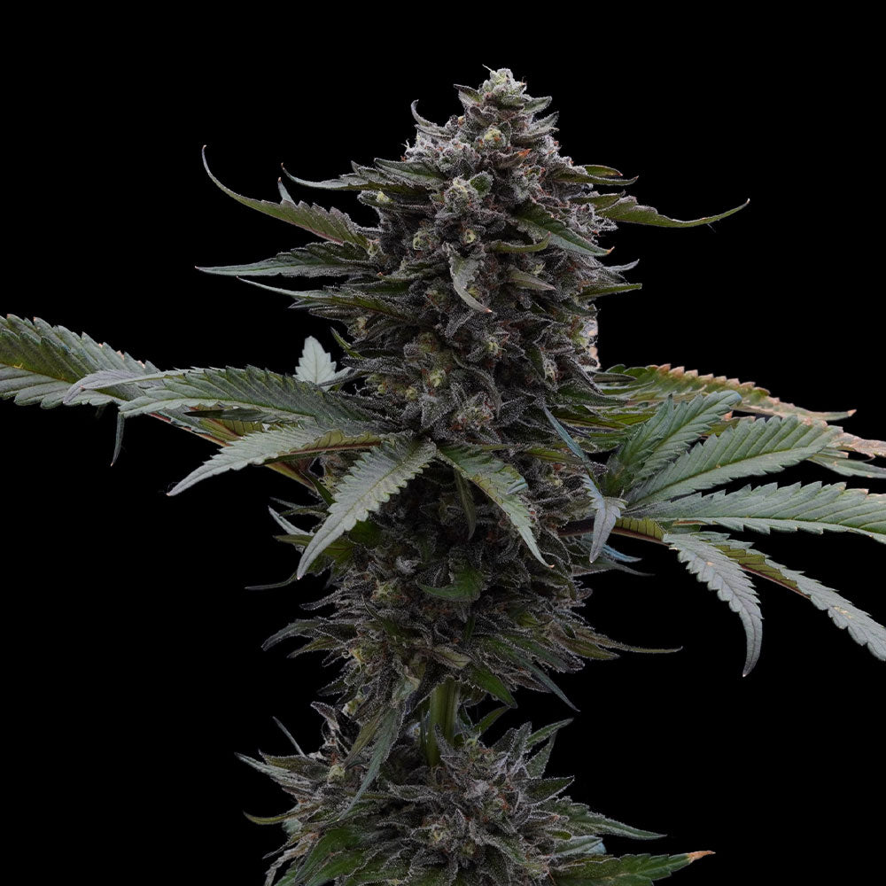 Sour Wolf by Ziplock Seeds