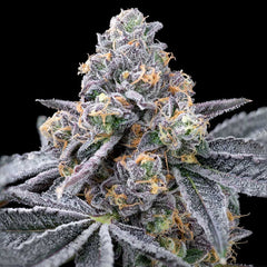 Split Paint Feminized Cannabis Seeds by Cookies Seeds