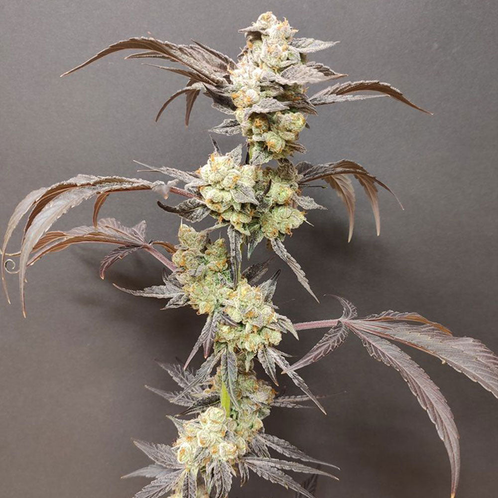 Spritzade by Seeds of Anarchy