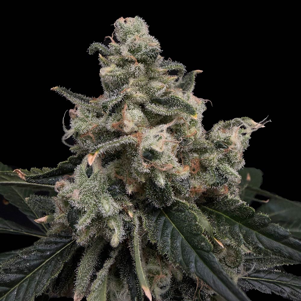 Strawberry Honeycombz by Common Wealth Seed Co