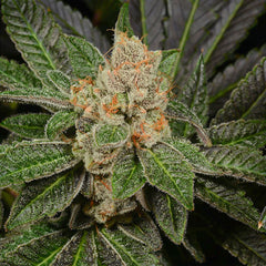 Sugar Biscuits Feminized Cannabis Seeds by Archive Seedbank