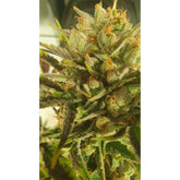 Sugar Tree Female Weed Seeds by Zmoothiez
