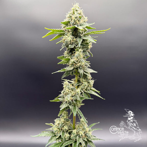 Sundew by Common Wealth Seed Co