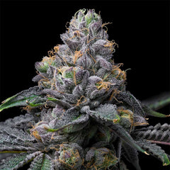 Sunset Sherb x Hollywood Feminized Cannabis Seeds by Cookies Seeds