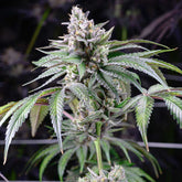 Sunsetz Feminized Cannabis Seeds by Cookies Seeds