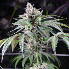 Sunsetz Feminized Cannabis Seeds by Cookies Seeds