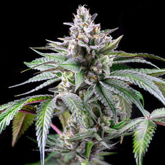 Sunsetz Feminized Cannabis Seeds by Cookies Seeds