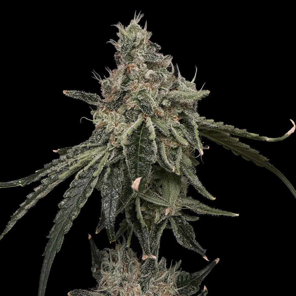 Super Berry by Common Wealth Seed Co