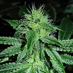 Sweatband OG Regular Cannabis Seeds by Karma Genetics