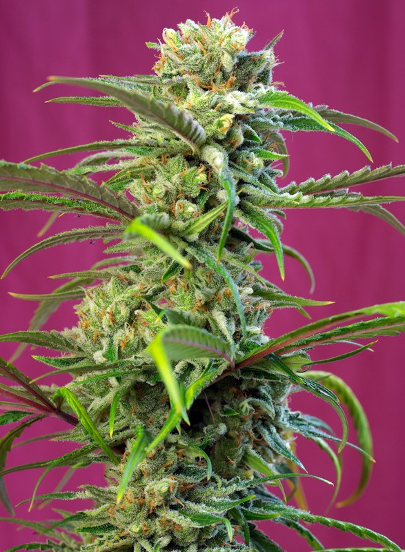 Sweet Tai by Sweet Seeds