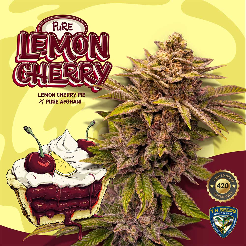 Pure Lemon Cherry by T.H. Seeds
