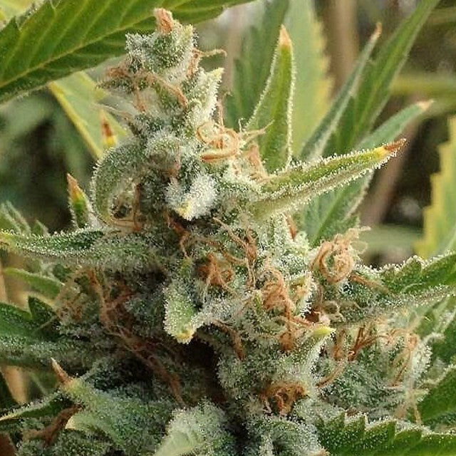 Tangerine Kush by Rare Dankness
