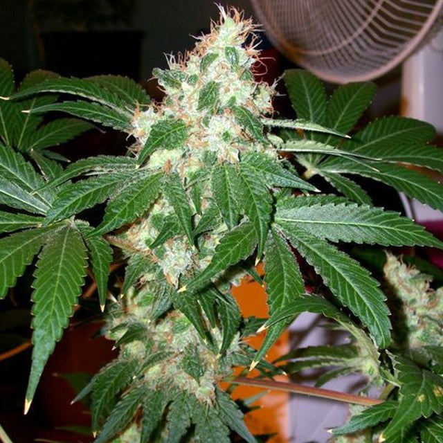 Chem Valley Kush by The Cali Connection
