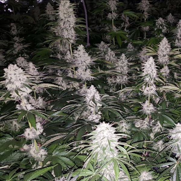 Spumoni by The Plug Seedbank