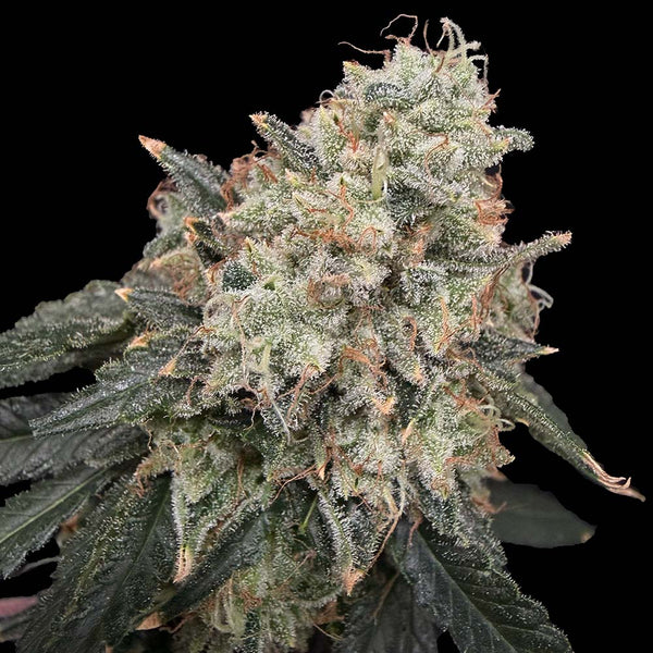 Thornberry Thicket by Common Wealth Seed Co