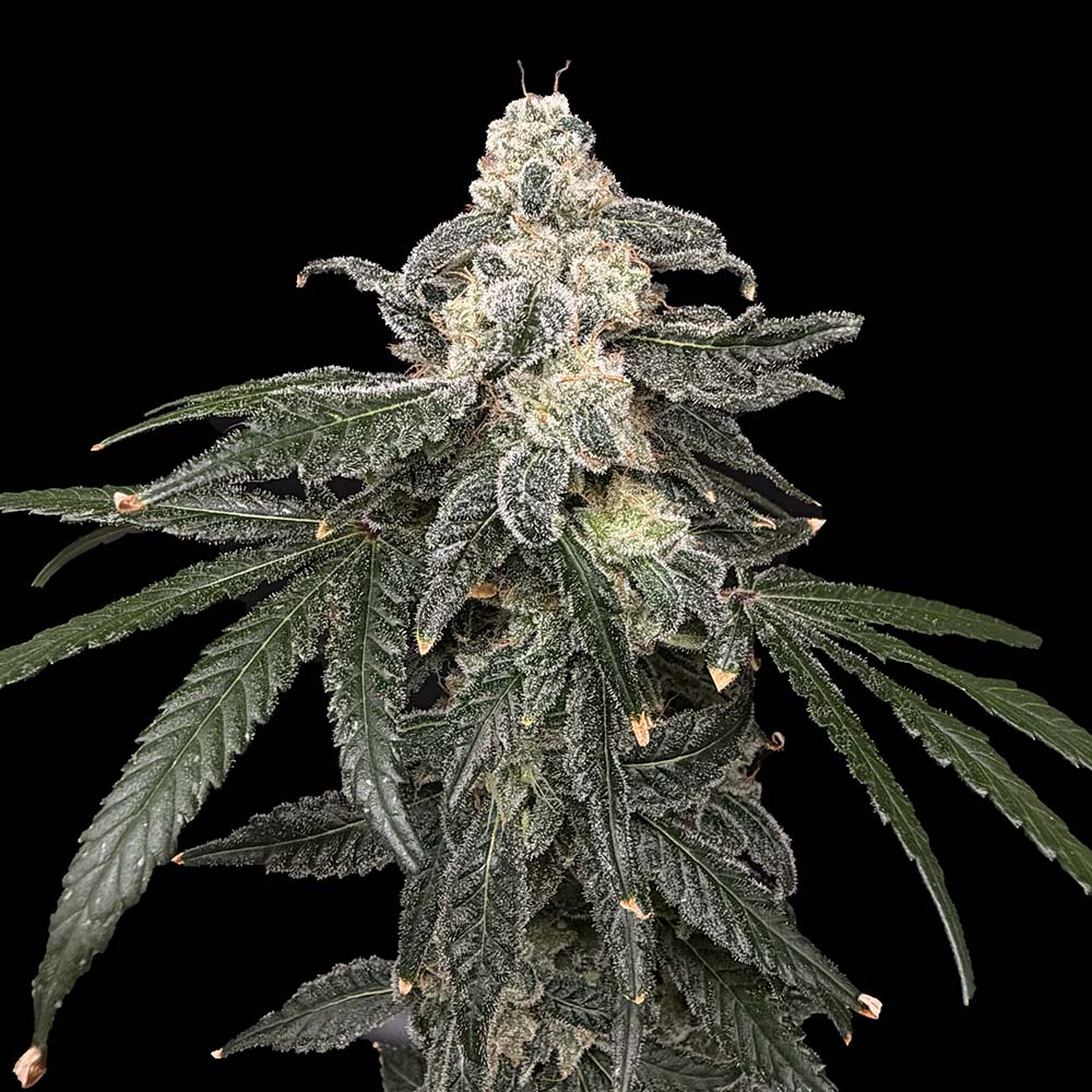 Thornberry Pie by Common Wealth Seed Co
