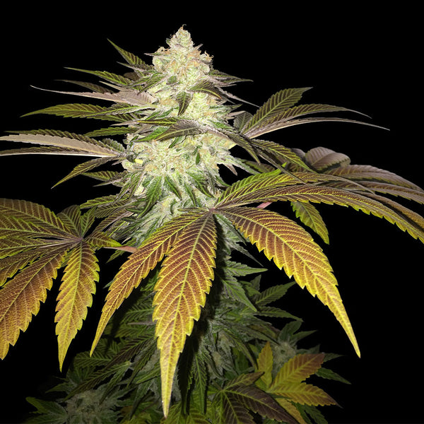 Orangesicle by T.H. Seeds