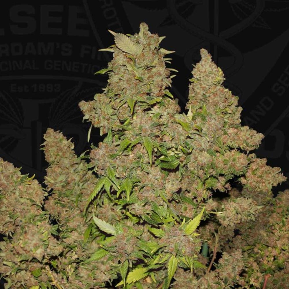 M.O.B by T.H. Seeds