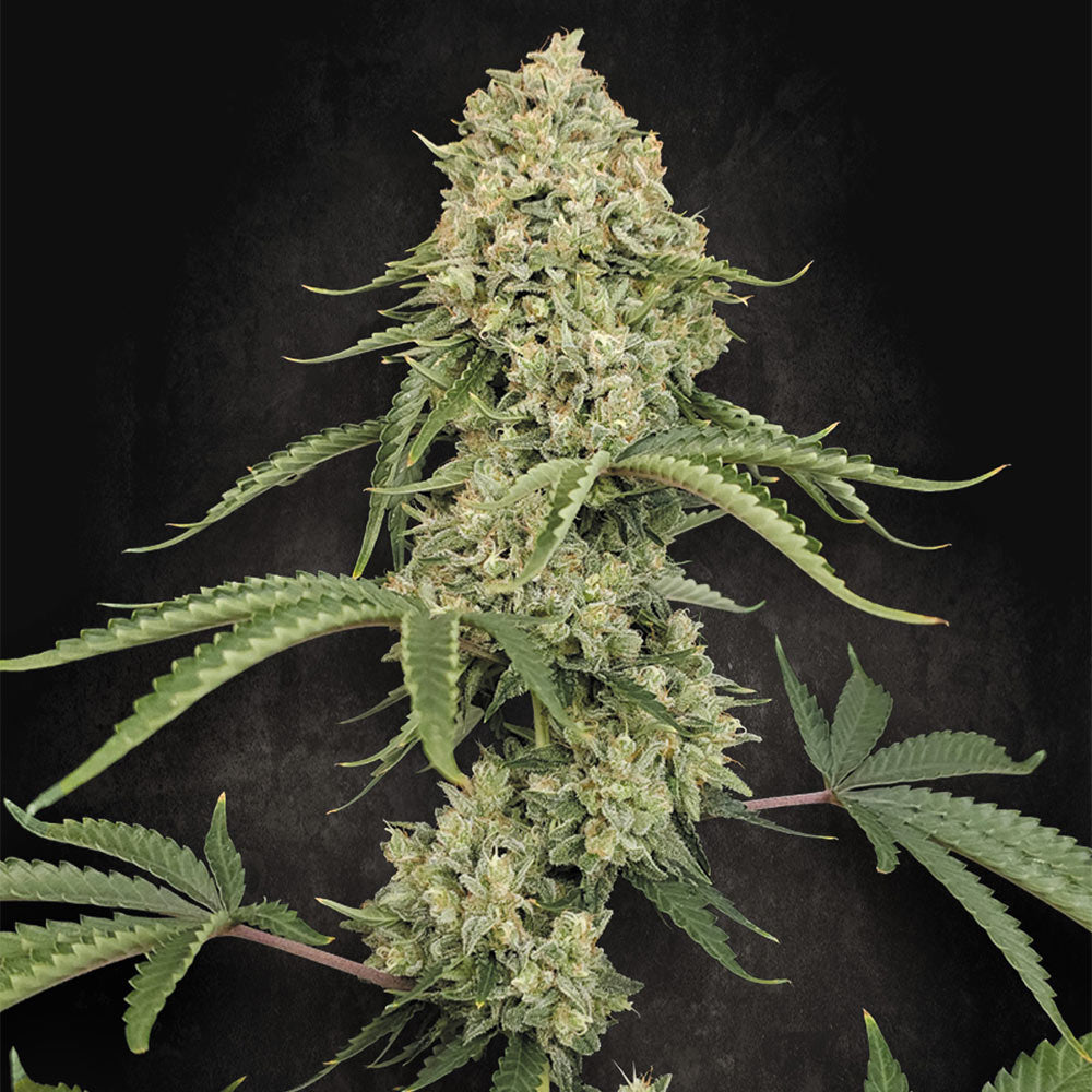 Tropical Fruit Cake by Paradise Seeds