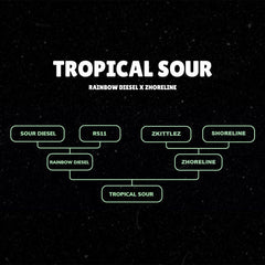 Tropical Sour Feminized Cannabis Seeds by Grounded Genetics