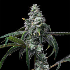 UK Cheese x Hollywood Feminized Cannabis Seeds by Cookies Seeds