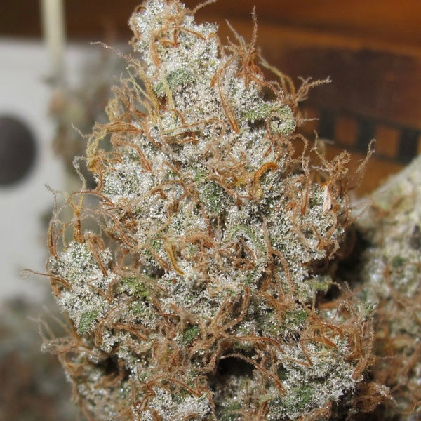 Afro Jam Haze by Ultra Genetics