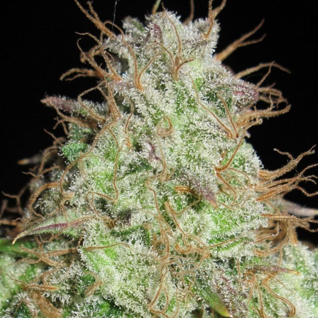 Cookie Balboa by Ultra Genetics