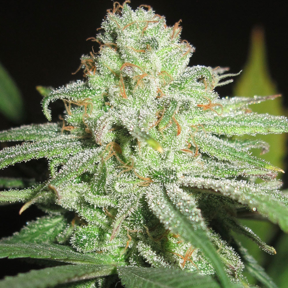 Cheesy Fruits by Ultra Genetics