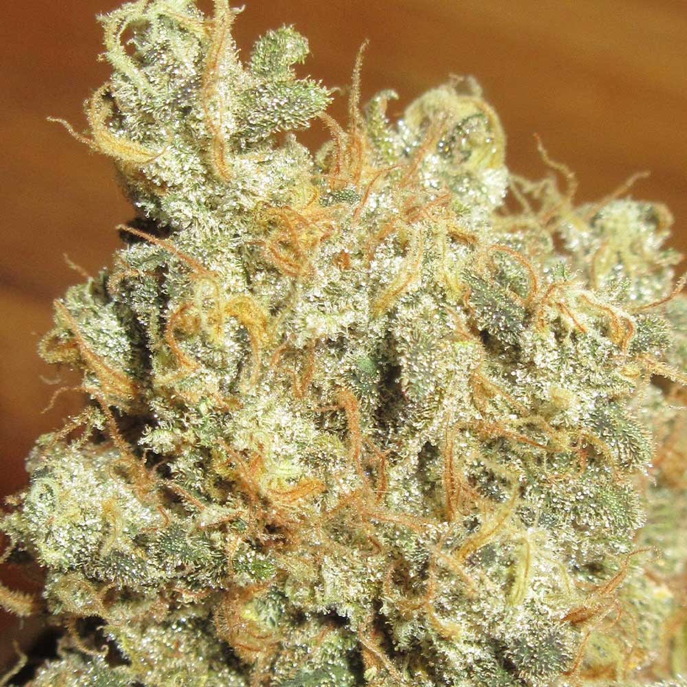 Thai Chee by Ultra Genetics