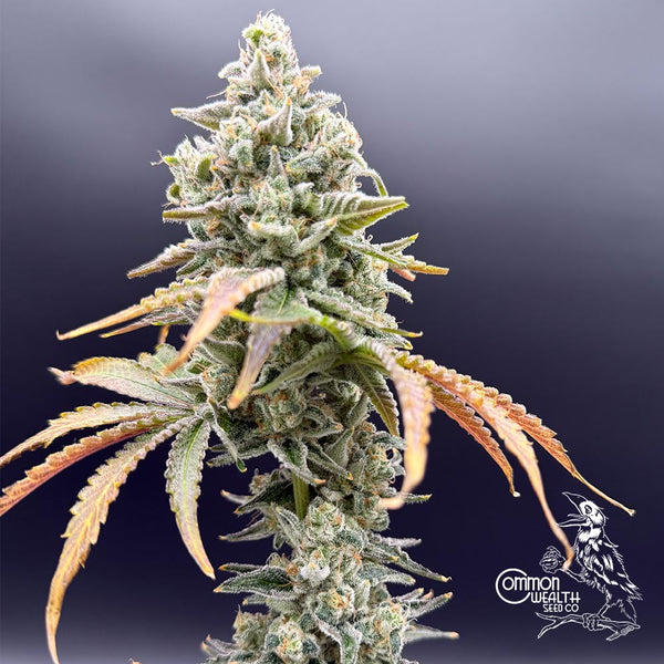 Gushii x Grape Sunshine by Common Wealth Seed Co