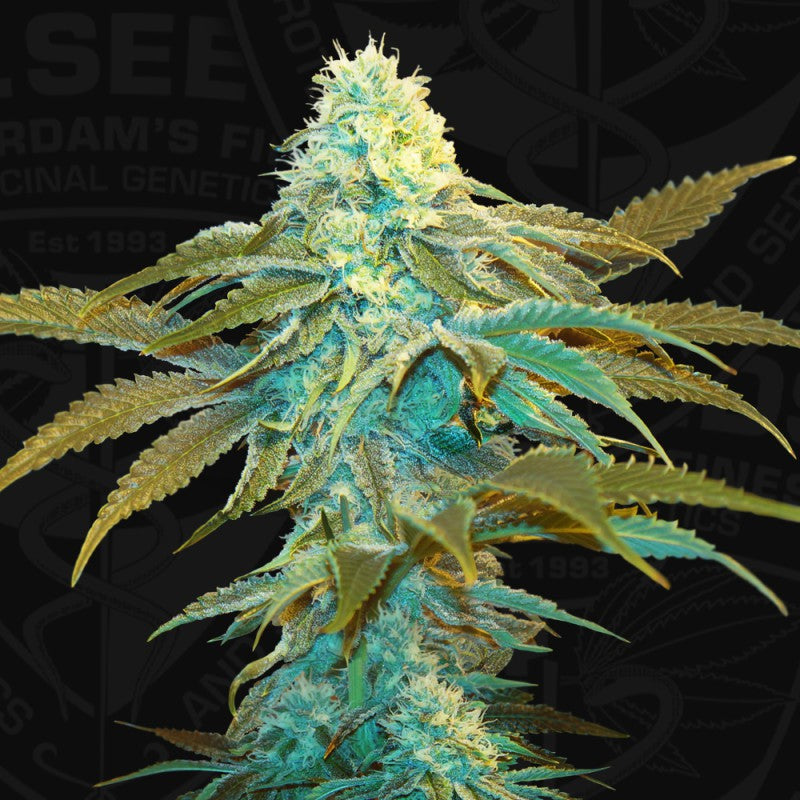 Vanilla Sundae by T.H. Seeds