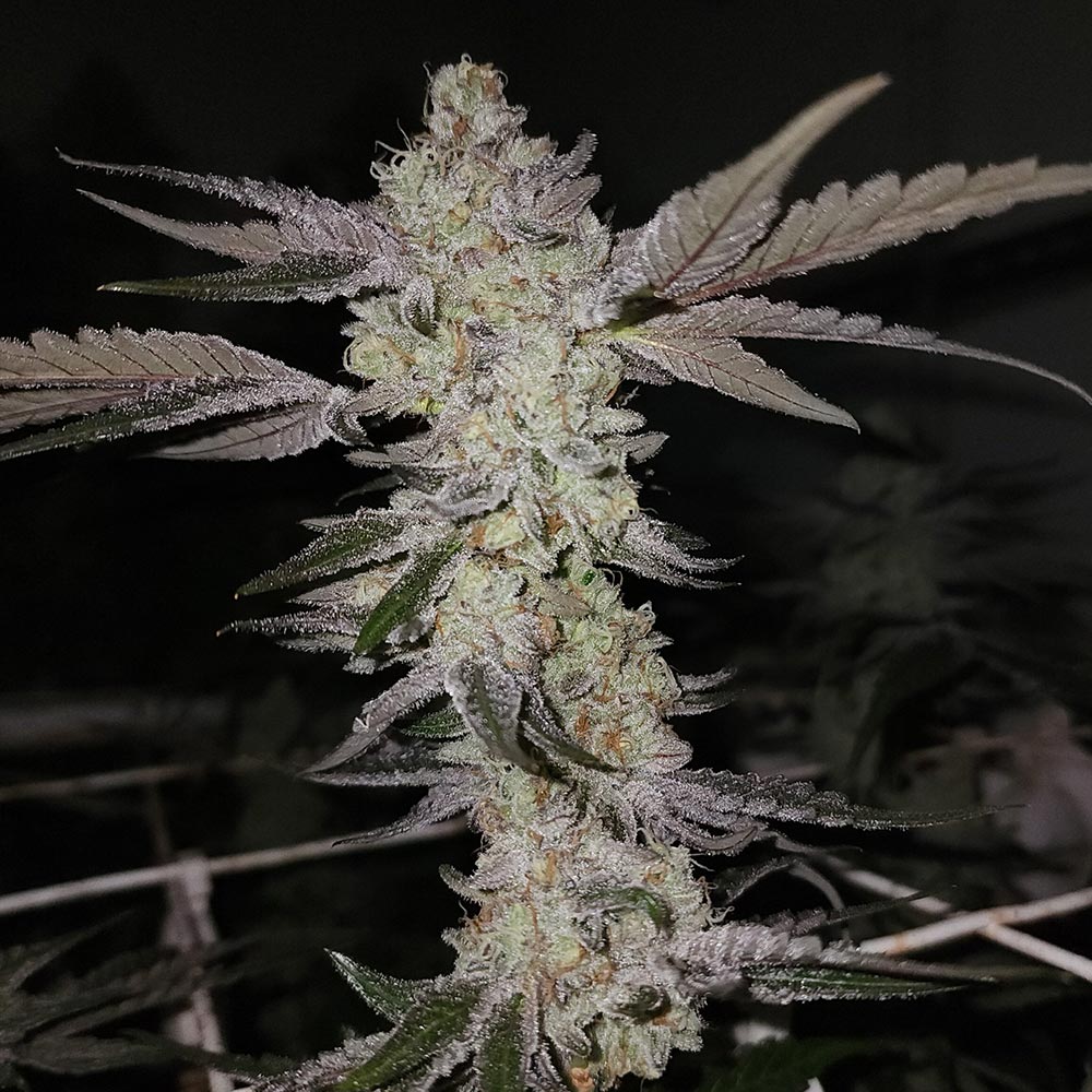 Vanta Black by Capulator Seeds
