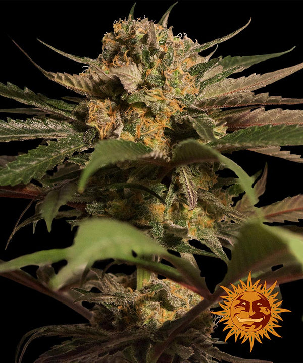 Violator Kush by Barneys Farm