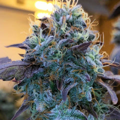 Vitamin Z Feminized Cannabis Seeds by Grounded Genetics