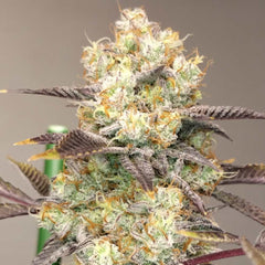 Vitamin Z Feminized Cannabis Seeds by Grounded Genetics
