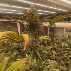 Pink Waferz 2.0 Feminized Cannabis Seeds by Conscious Genetics