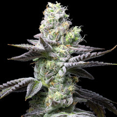 Wet Wet Feminized Cannabis Seeds by Cookies Seeds