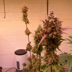 Where's My Bike V2.0 Regular Cannabis Seeds by Karma Genetics