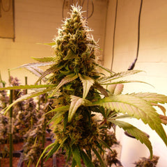Where's My Bike V2.0 Regular Cannabis Seeds by Karma Genetics