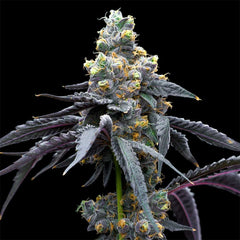 White Runtz x Hollywood Feminized Cannabis Seeds by Cookies Seeds