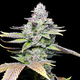White Sherb Feminized Cannabis Seeds by Cookies Seeds