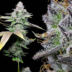 White Sherb Feminized Cannabis Seeds by Cookies Seeds