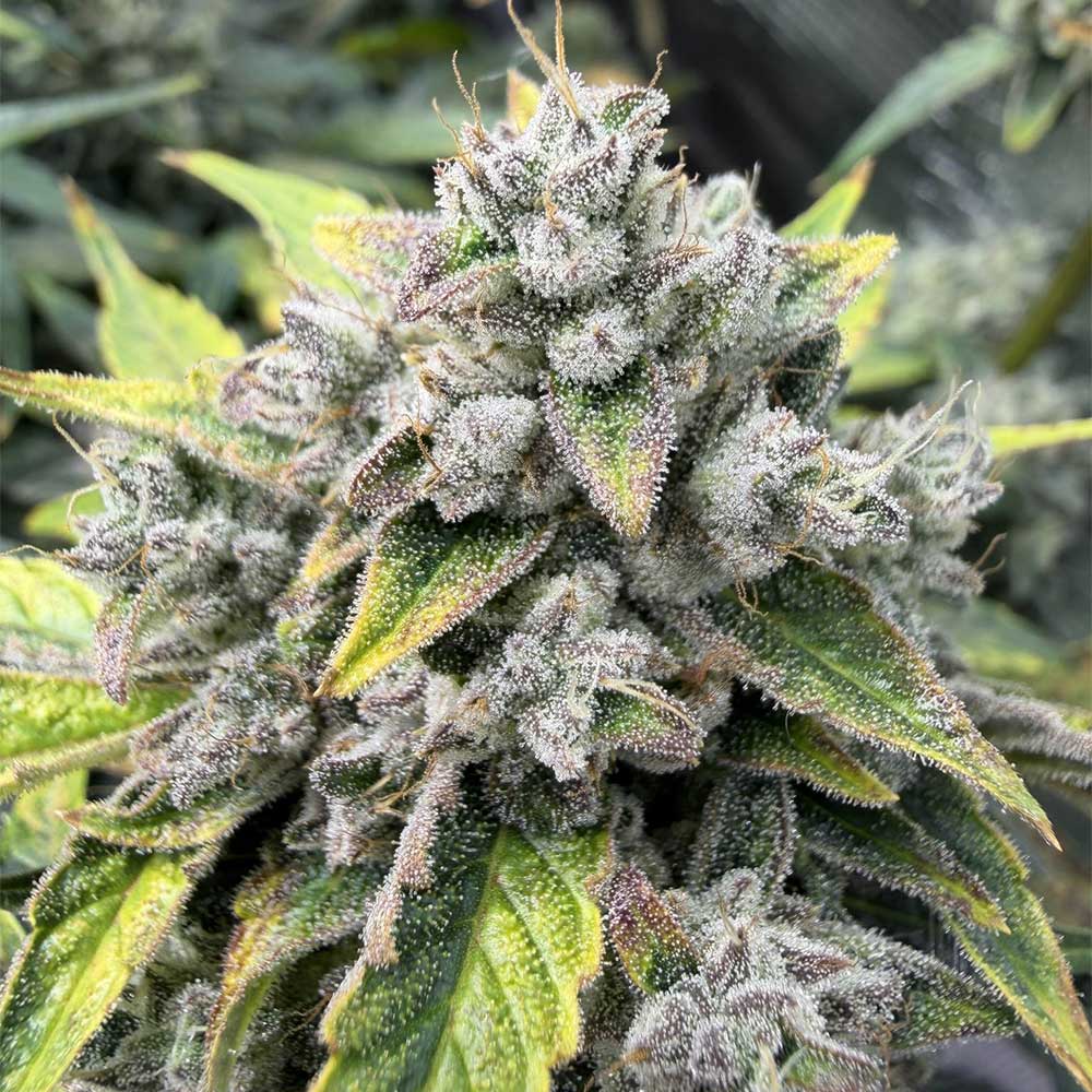 Wizard's Apprentice F4 by Night Owl Seeds