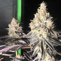 Zerbert Smoothie Feminized Cannabis Seeds by The Plug Seedbank