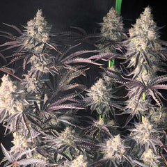 Zerbert Smoothie Feminized Cannabis Seeds by The Plug Seedbank