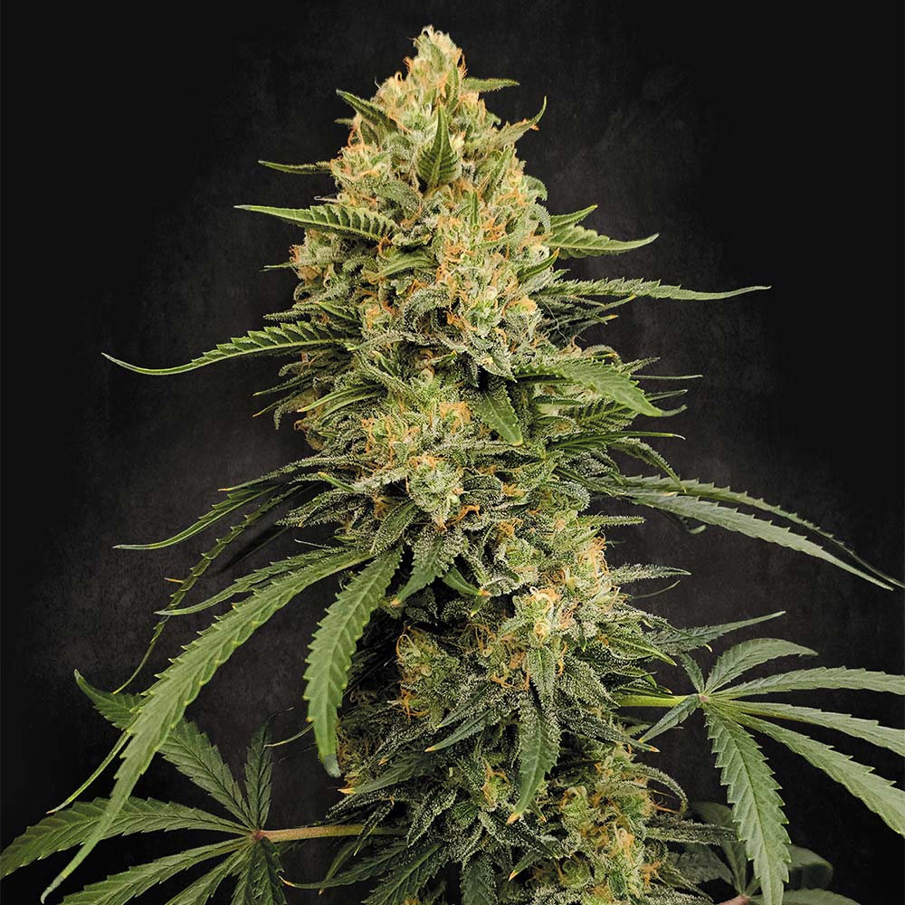 Zesty Bliss by Paradise Seeds