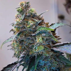 Zilk Road Feminized Cannabis Seeds by Grounded Genetics