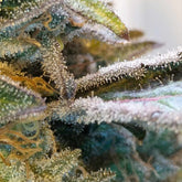 Zilk Road Feminized Cannabis Seeds by Grounded Genetics